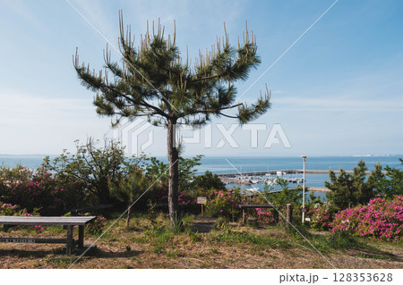 [泉南 あたご山]大きな木と美しい港町の風景 128353628