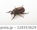 夏のヒーロー 子供達も大好きカブトムシ メス 夏のヒーロー 子供達も大好きカブトムシ メス 128353629