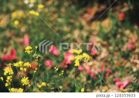 [泉南 あたご山]美しいたんぽぽ 128353633