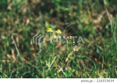 [泉南 あたご山]美しいたんぽぽ 128353634