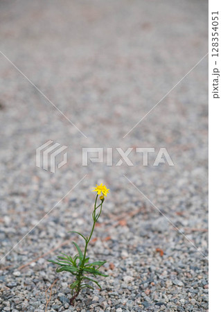 [岸城神社]たんぽぽ 128354051