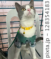 A cute gray and white cat wearing a camouflage shirt and yellow collar, sitting. 128354183
