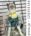 A cute grey and white cat sits wearing a camouflage shirt, looking up curiously. 128354184