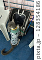 Grey and white cat in camo shirt, with yellow collar, next to pet carrier. 128354186