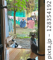 Domestic cat in a shirt sits at a door, observing laundry drying outside. 128354192