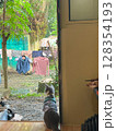 A domestic cat, wearing a shirt, sits by a doorway, observing the outdoor backyard. 128354193
