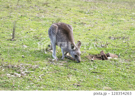 A small Kangaroo eating grass in the sunshine in Wollemi National Park A small Kangaroo eating grass in the sunshine in Wollemi National Park 128354263