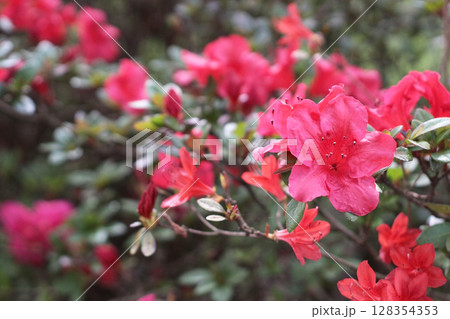 Vibrant azalea flowers blooming outdoors on a natural green background. Bright red petals and fresh leaves create a lively springtime scene perfect for prints, packaging, postcards, and floral designs 128354353