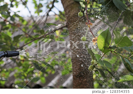 Closeup of cherry tree spraying process with water mist and visible droplets. Early fruit development stage. Ideal for farming themes, disease prevention, orchard treatment and nature care visuals. 128354355