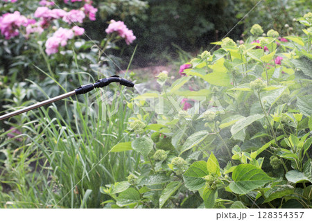 Spraying blooming garden plants with protective solution to prevent plant diseases. Gardening care with sprayer among pink and green flowerbeds. High resolution horizontal image. 128354357