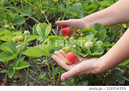 Closeup of ripening red strawberries among green leaves in a garden bed. Natural summer fruit growing process. Organic gardening and seasonal produce concept. 128354359