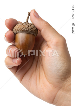 Hand holding detailed acorn isolated, autumn nature symbol with textured cap and nut 128354365
