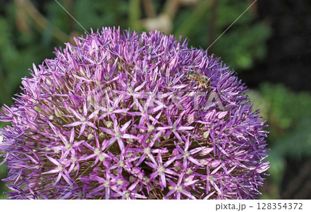 Closeup of a bee collecting pollen from a purple allium flower in the garden. Macro shot of pollination in nature. Vivid detail of blooming plant and insect in harmony. 128354372