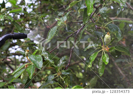 Apple tree branch with young green fruit being sprayed with liquid for pest protection in summer garden. Useful for gardening themes, touristic site blog or eco postcard. 128354373
