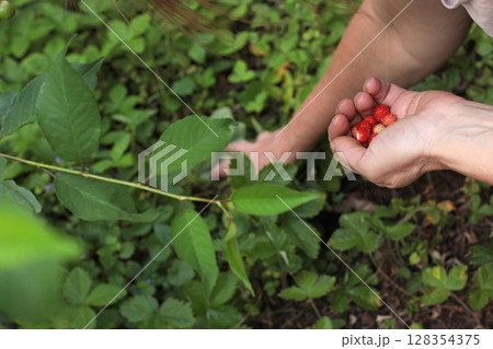 Hands holding ripe wild strawberries in the garden among green leaves concept for healthy eating farm life postcard packaging or organic food advertisement Hands holding ripe wild strawberries in the garden among green leaves concept for healthy eating farm life postcard packaging or organic food advertisement 128354375
