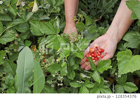 Hands holding ripe wild strawberries in the garden among green leaves concept for healthy eating farm life postcard packaging or organic food advertisement Hands holding ripe wild strawberries in the garden among green leaves concept for healthy eating farm life postcard packaging or organic food advertisement 128354376