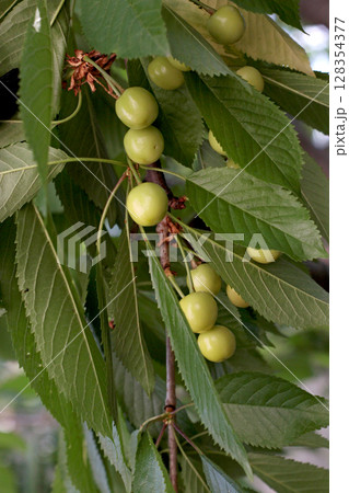 Branch of cherry tree with clusters of unripe yellow fruits among green leaves closeup view suitable for food blog postcard garden education or packaging 128354377