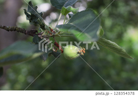 Closeup of a young green apple growing on a tree branch with fresh leaves. Natural light. Suitable for garden blogs, organic farming, seasonal posts or educational content. 128354378