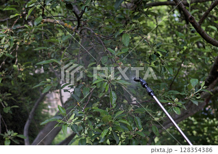 Woman spraying apple tree with garden sprayer to protect from pests. Seasonal tree care in backyard garden. Useful for agricultural articles, pest control topics and orchard maintenance visuals. 128354386