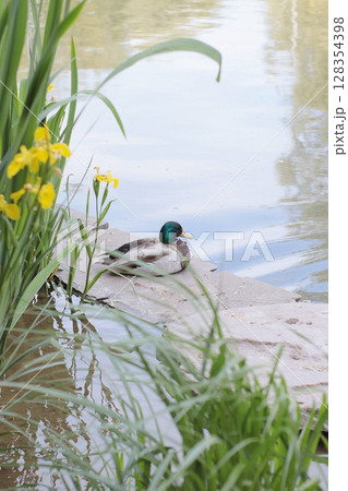 A mallard duck rests on a concrete shore of a calm pond surrounded by green reeds and yellow irises. Peaceful summer scene, great for posters or nature postcards. A mallard duck rests on a concrete shore of a calm pond surrounded by green reeds and yellow irises. Peaceful summer scene, great for posters or nature postcards. 128354398