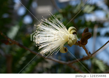 メキシコキワタ 128354446