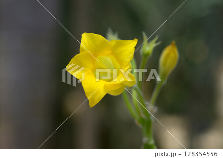 パキポディウム・ホロンベンセ 128354556