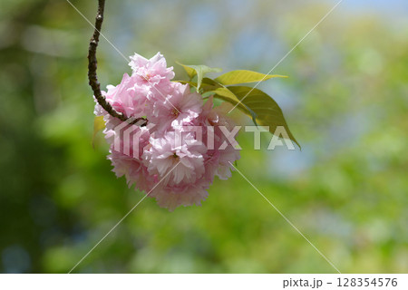 牡丹桜 牡丹桜 128354576