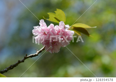 牡丹桜 128354578