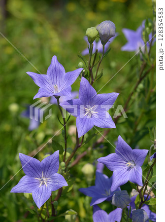 桔梗 128354583