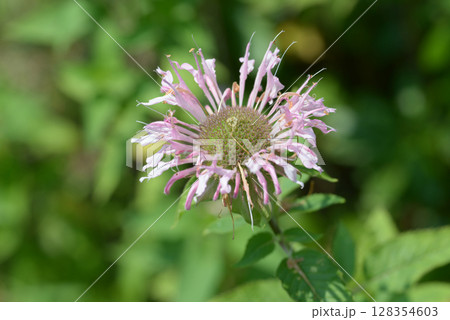 ヤグルマハッカ 128354603