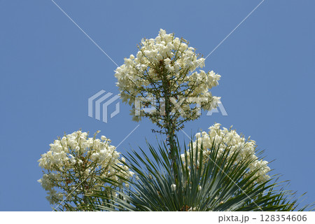 ユッカ・ロストラータ 128354606