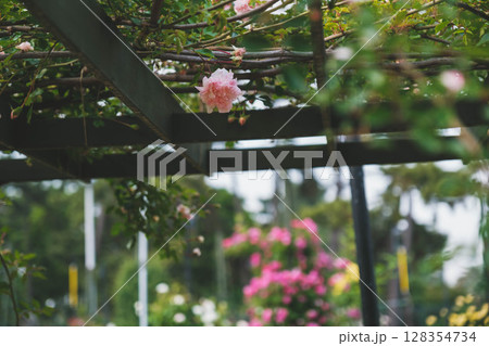 [浜寺公園ばら庭園]美しいバラが咲く庭園の風景 128354734