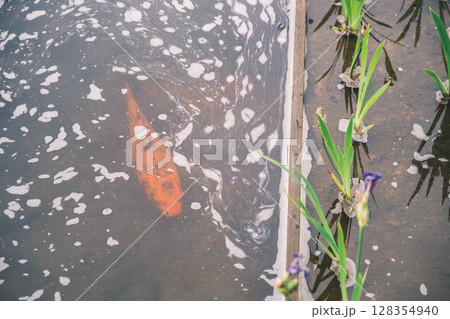 [浜寺公園ばら庭園]鯉が泳ぐ・美しいバラが咲く庭園の風景 128354940