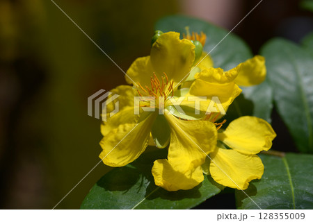 オクナ・セルラタ 128355009