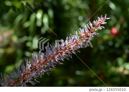 エクメア・フェンドレリ 128355010