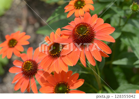 バレンギク バレンギク 128355042