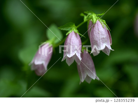 ホタルブクロ 128355239