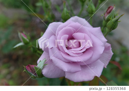 紫の薔薇 128355368