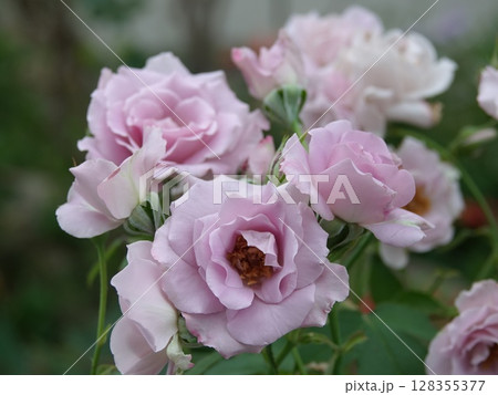 紫の薔薇 128355377