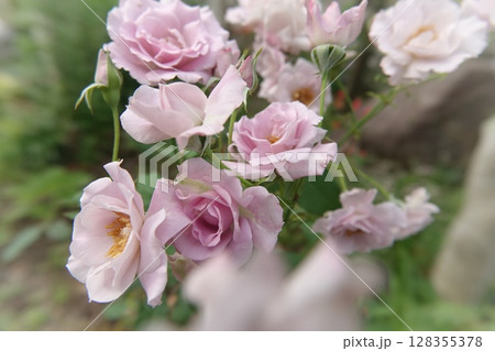 紫の薔薇 紫の薔薇 128355378