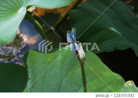 蓮の花のツボミにとまるチョウトンボ 128355381