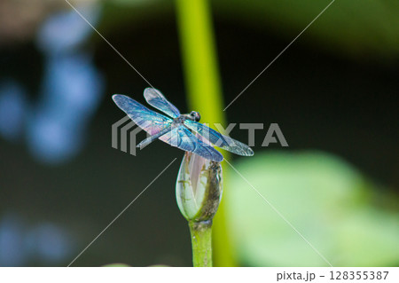 蓮の花のツボミにとまるチョウトンボ 128355387