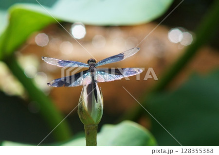 蓮の花のツボミにとまるチョウトンボ 128355388