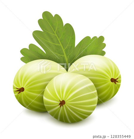 Gooseberry realisitc 3d vector illustration. Argus berries with leaves isolated on white background. Gooseberry bush icon Gooseberry realisitc 3d vector illustration. Argus berries with leaves isolated on white background. Gooseberry bush icon 128355449