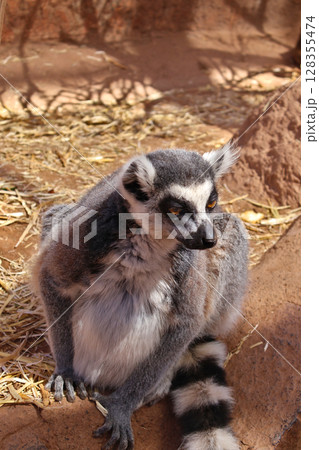 Ring-Tailed Lemur in Natural Habitat with Earthy Background Ring-Tailed Lemur in Natural Habitat with Earthy Background 128355474