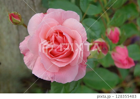 薔薇 128355483