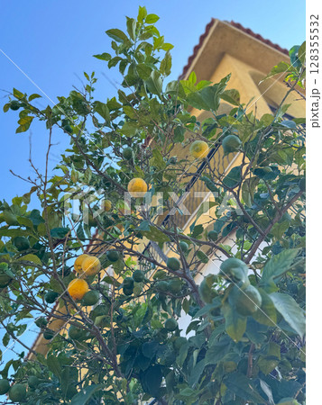 Lemon tree full of ripe and unripe fruits standing near a sunlit building under clear blue sky. The vibrant leaves and contrasting architecture create a picturesque scene. 128355532