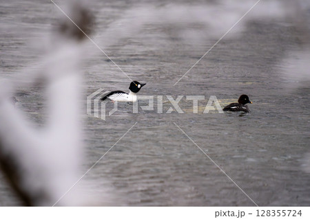 水辺を泳ぐホオジロガモ 128355724