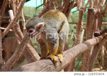 Squirrel Monkey Perched on Tree Branch in Lush Habitat 128355834