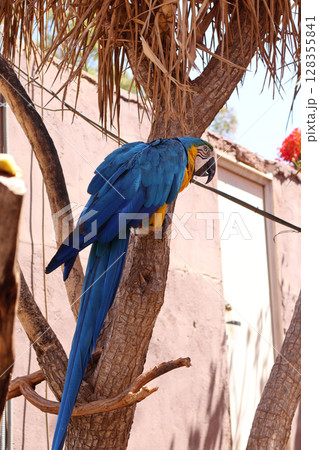 Blue And Yellow Macaw Perched on a Tree Outdoors in Natural Habitat 128355841